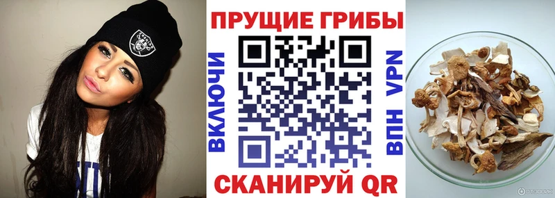 Купить закладки  Наволоки  Псилоцибиновые грибы Magic Shrooms 